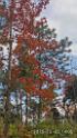 20151225red leaves-IMG_140508_HDR